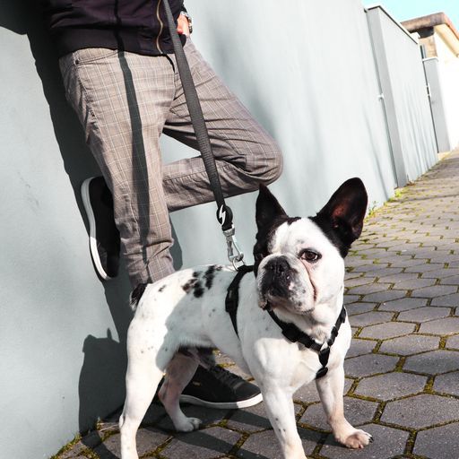 Correa de nylon para perro color Negro, , large Imagen numero 4