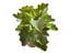 Planta Kalanchoe de decoración para terrarios, , large indicador imagen numero 3