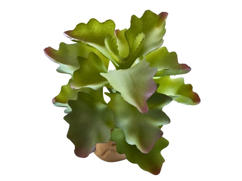 Reptilhábitat Planta Kalanchoe De Decoración Para Terrarios thumbnail