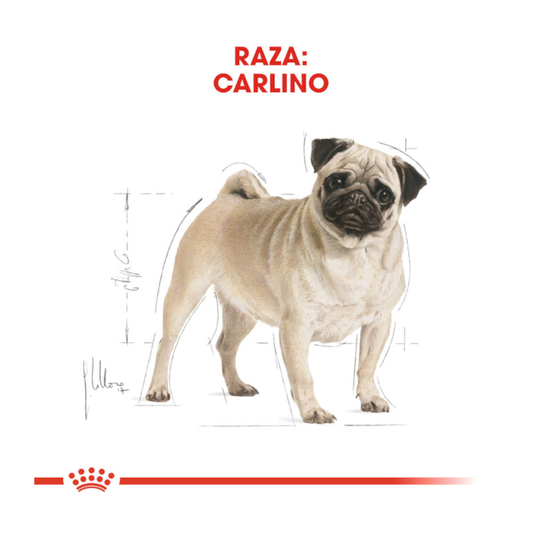 Royal Canin Adult Pug pienso para perros, , large image number null