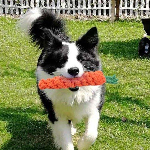 Set juguetes para perro color Multicolor, , large Imagen numero 3