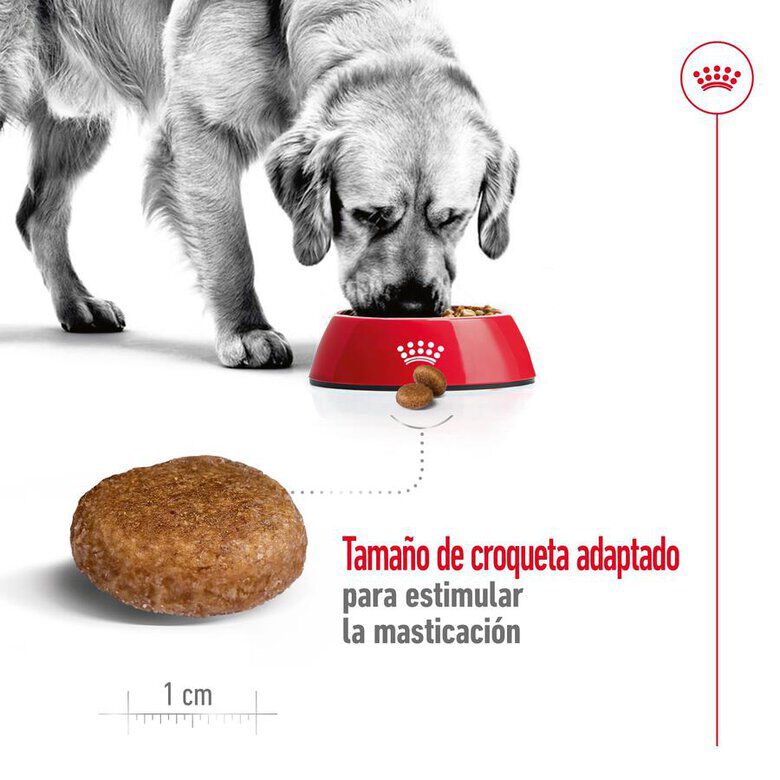 15 kg Royal Canin Maxi Adult 5+ pienso para perros senior de raza grande, , large Imagen numero 8