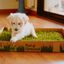 Petground Cama para perros Empapador, Alfombra Olfativa, Césped Natural, , large indicador imagen numero 4