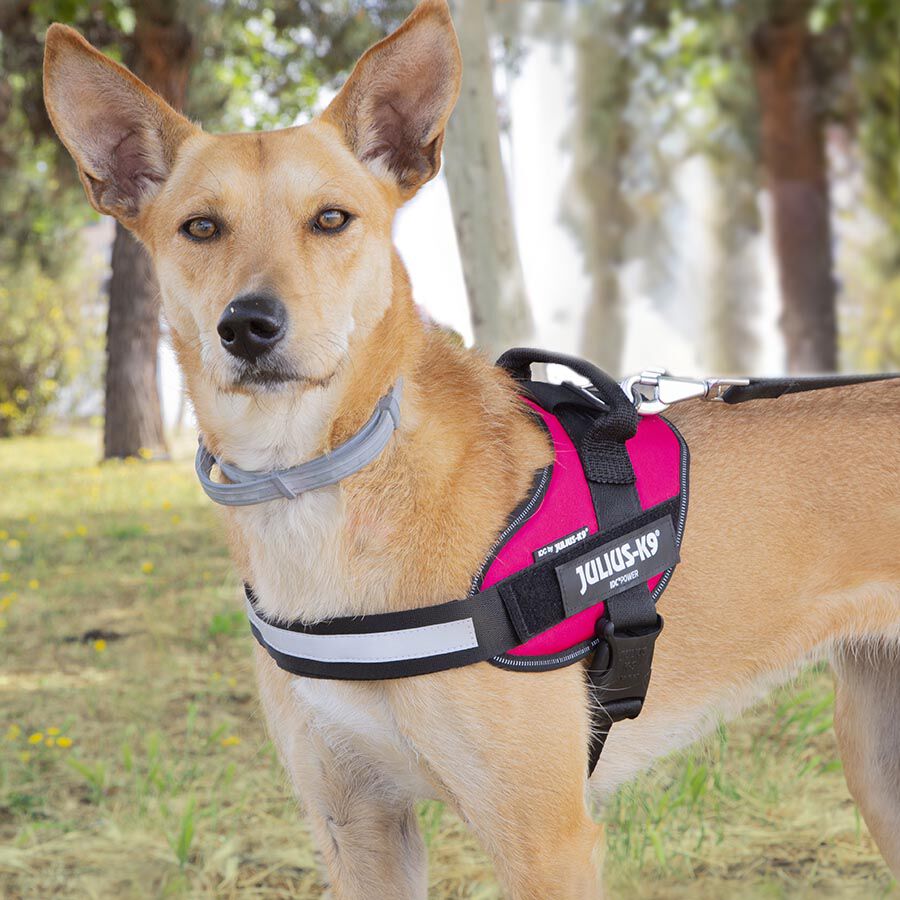 Julius K-9 IDC Arn&eacute;s Magenta para perros, , large Imagen numero 3