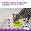 Outward Hound Catstages Cat Fun Comedero Lento Verde para gatos, , large indicador imagen numero 4