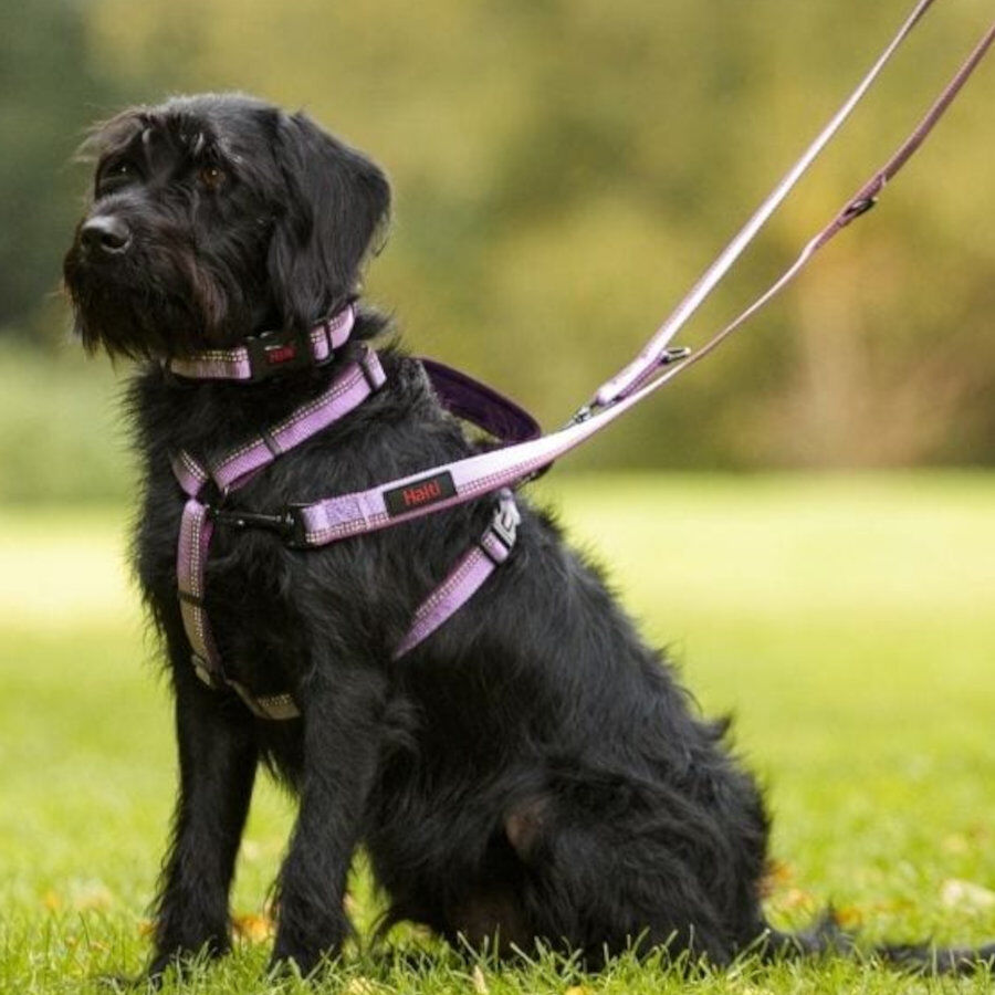 Halti correa de doble enganche morada para perros, , large Imagen numero 2