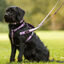 Halti correa de doble enganche morada para perros, , large indicador imagen numero 2