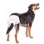 Pañales desechables para perros hembra 10 unidades talla M, , large indicador imagen numero 3
