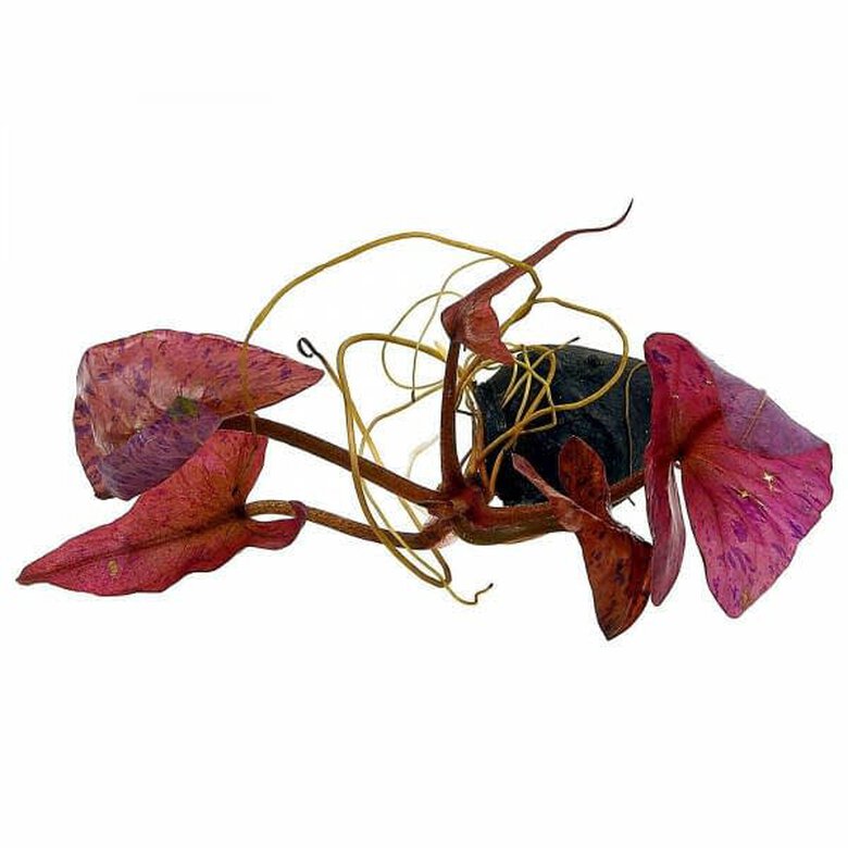 Tropica Iberia planta Nymphaea Lotus Tiger red, , large image number null