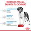 15 kg Royal Canin Junior Giant pienso para perros, , large indicador imagen numero 6