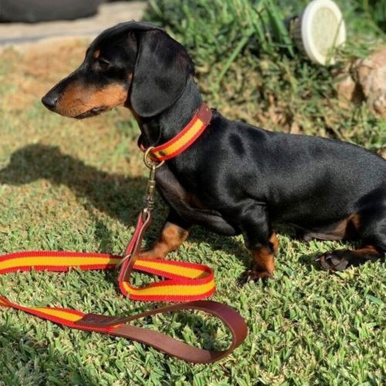 Collar España hecho a mano para perros color Rojo/Amarillo, , large image number null