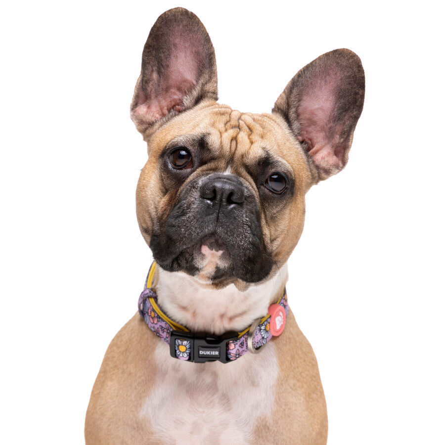 Dukier Flower Power collar para perros thumbnail