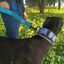 EGV - Collar Martingale 4 cm ancho, Collar galgo hecho a mano en España (Cachemir), , large indicador imagen numero 5