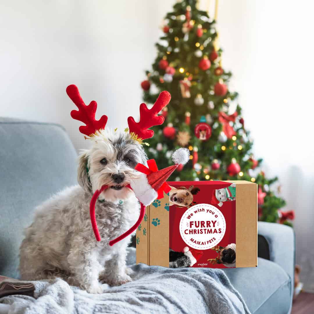 Caja Regalo Navidad - Pack de 5 Mordedores + asta de ciervo para perros, , large Imagen numero 2