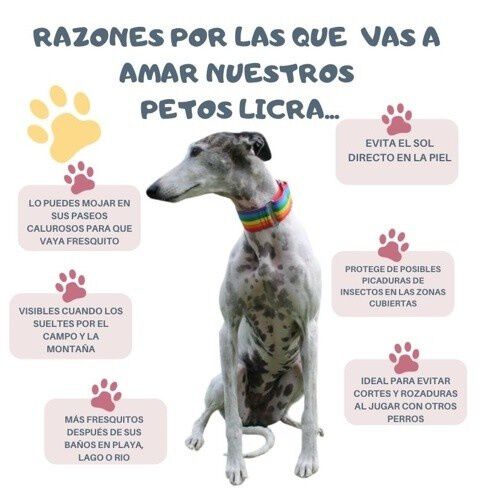 Galguita amelie peto de licra rojo y negro para galgos y podencos, , large Imagen numero 3