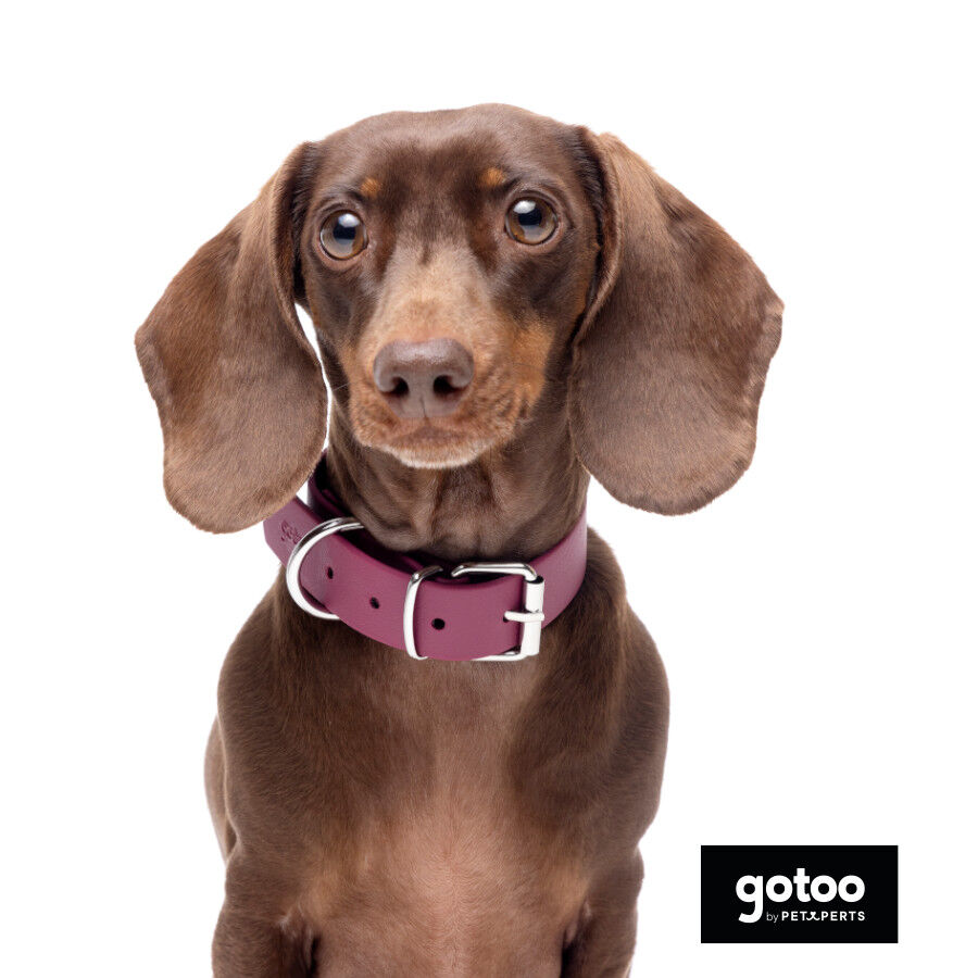 Gotoo Collar Biothane rojo vino para perros, , large Imagen numero 3