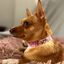 Collar - Bee Happy Dachshunds, , large indicador imagen numero 4