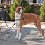 Arnés Easy Walk para perros color Negro, , large indicador imagen numero 3