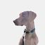 La Casa de Turrón - Collar de cuero para perro modelo Iguazú - Elegante y Duradero, , large indicador imagen numero 12