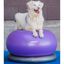 Pelota de equilibrio para mascotas color Azul, , large indicador imagen numero 4