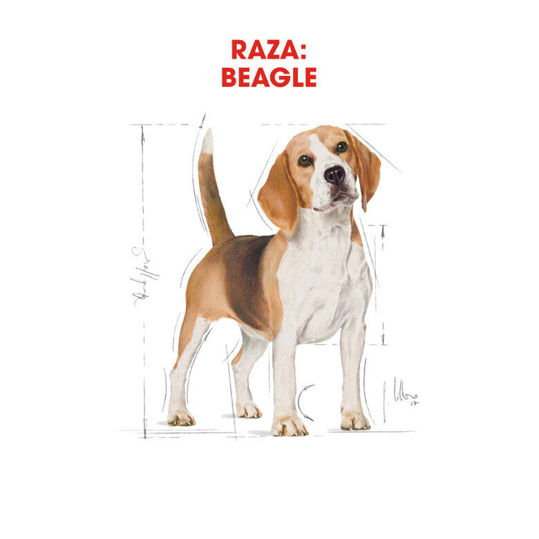 Royal Canin Adult Beagle pienso para perros, , large image number null