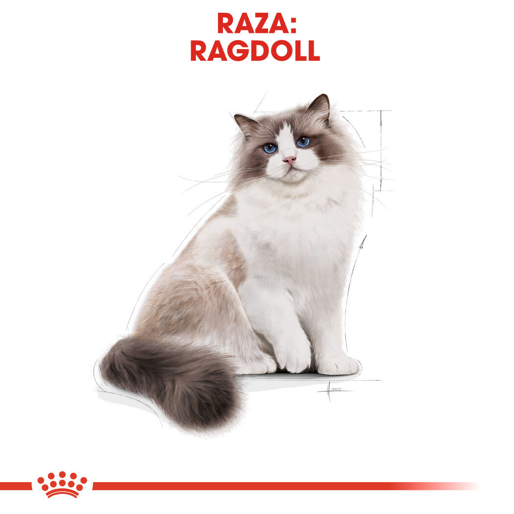 Royal Canin Adult Ragdoll pienso para gatos thumbnail