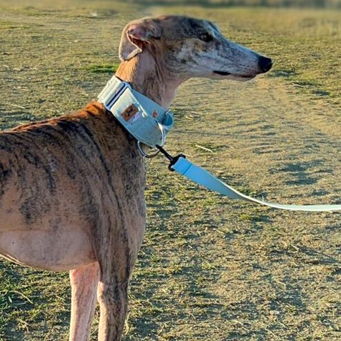 La Casa de Turrón Collar Martingale de Algodón 5cm ancho para Galgos y Lebreles - Antiescape y Ajuste Seguro thumbnail