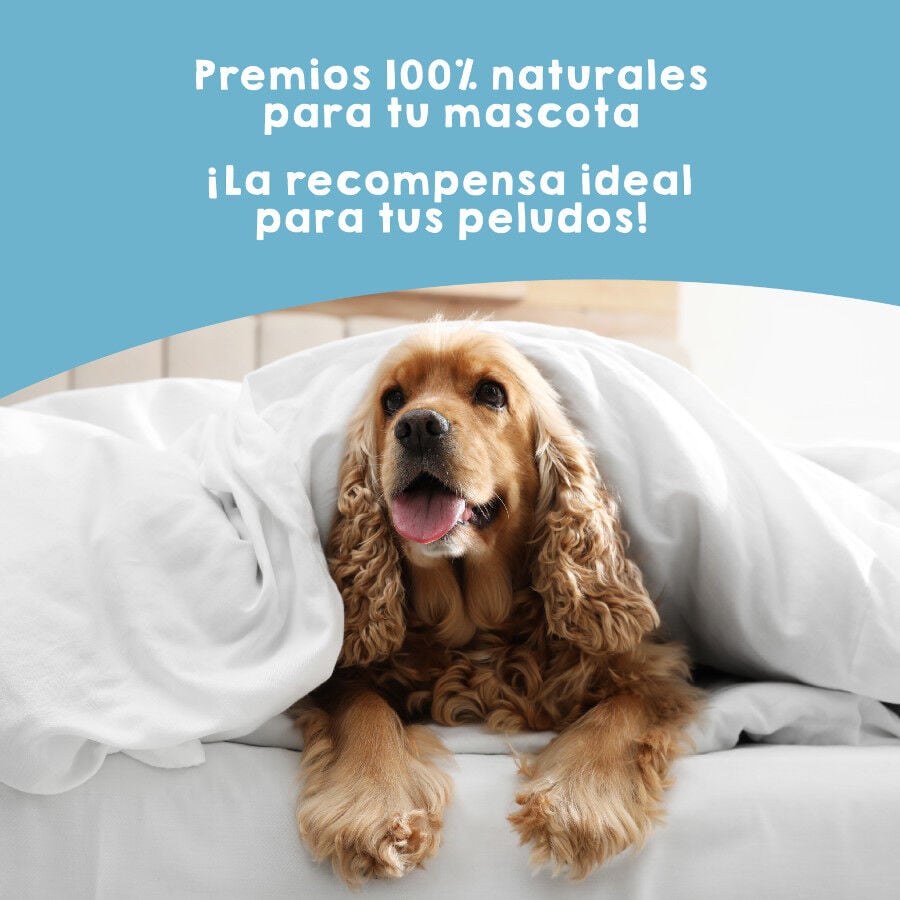 MAIKAI Boquerones Deshidratados Snacks para Perros y Gatos thumbnail