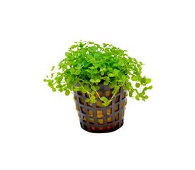 My Shrimp House Micranthemum monte carlo planta para acuarios