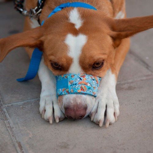 Bozal Pamppy con velcro Cómic Acme para perros thumbnail