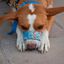 Bozal Pamppy con velcro Cómic Acme para perros, , large indicador imagen numero 3