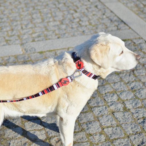 Correa Slide para perros color Multicolor, , large Imagen numero 2