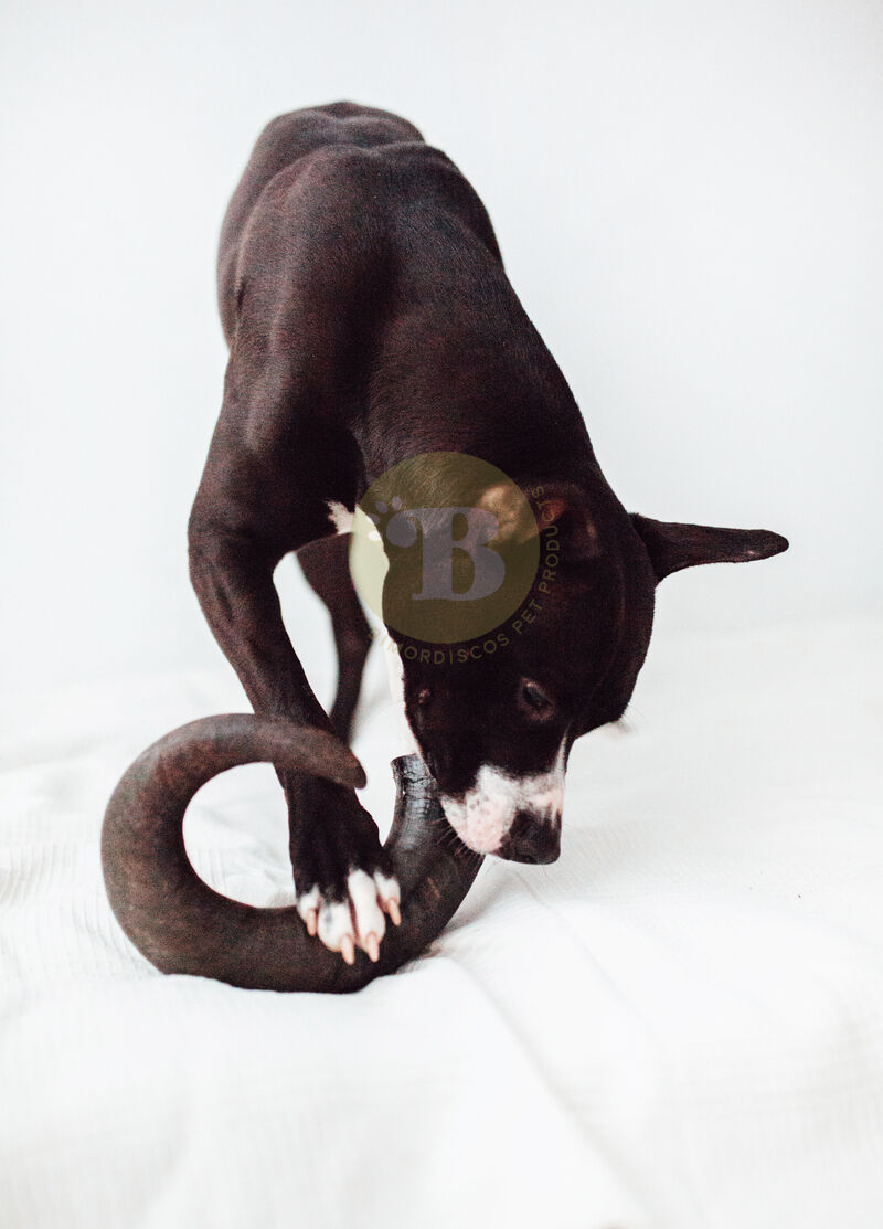 BIMORDISCOS PACK Juguete Indestructible para Perros + Cuerno de B&uacute;falo para Perros, , large Imagen numero 4