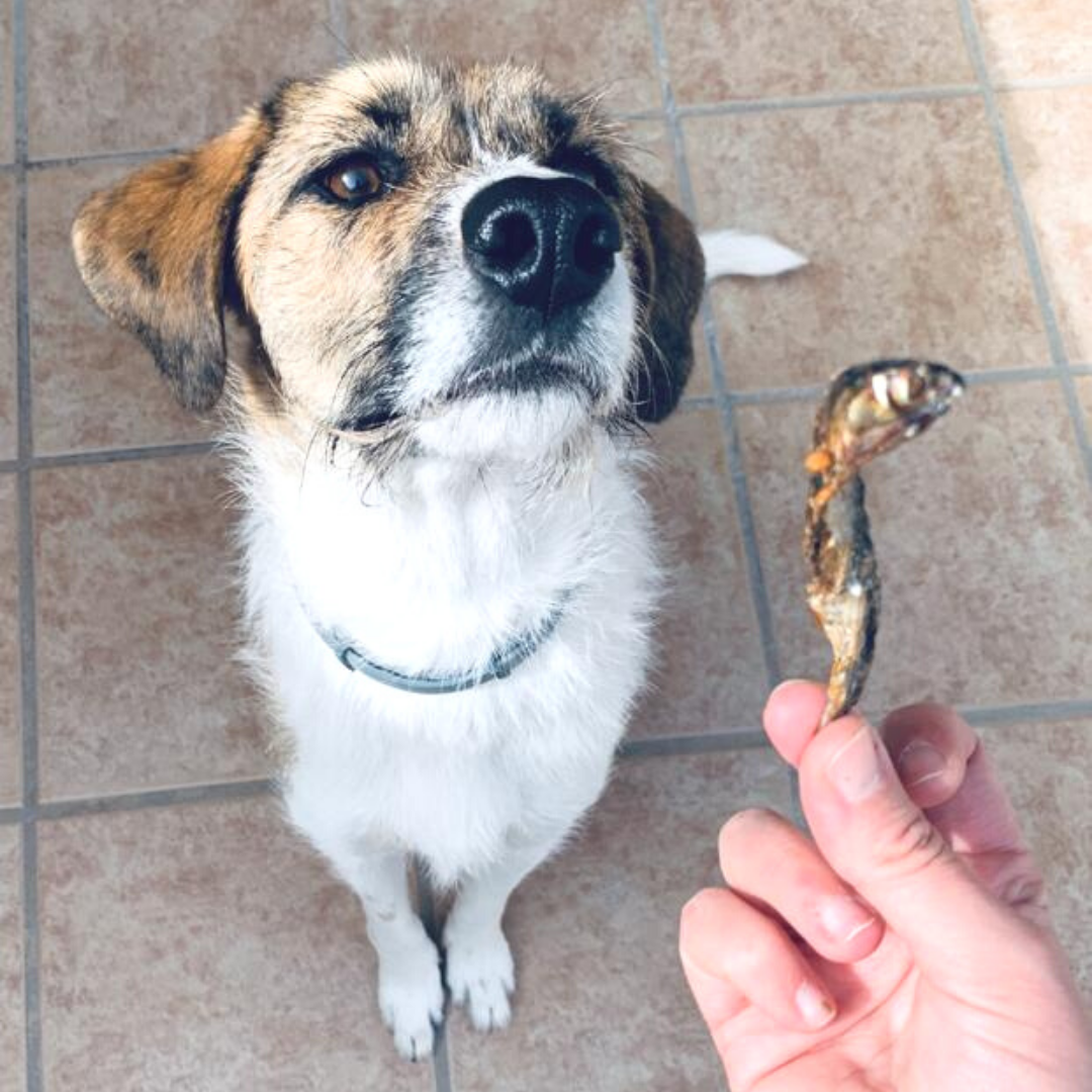 GLE PETS PREMIOS NATURALES, BOQUERONES DESHIDRATADOS PARA PARA PERROS Y GATOS, , large Imagen numero 3