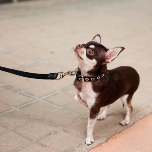 Collar de cuero vegano Pamppy especial Toy color Negro thumbnail