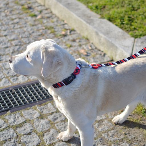 Collar Slide para perros color Multicolor, , large Imagen numero 2