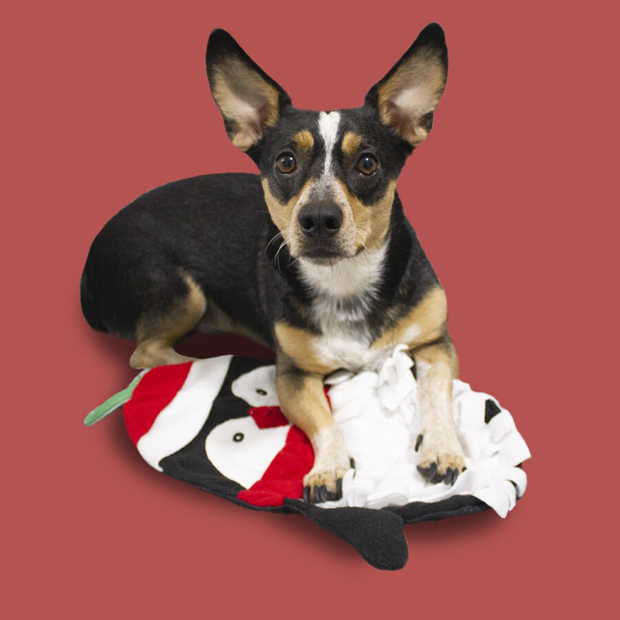 Wonder Christmas Ping&uuml;ino Interactivo Alfombra Olfativa para perros, , large Imagen numero 3