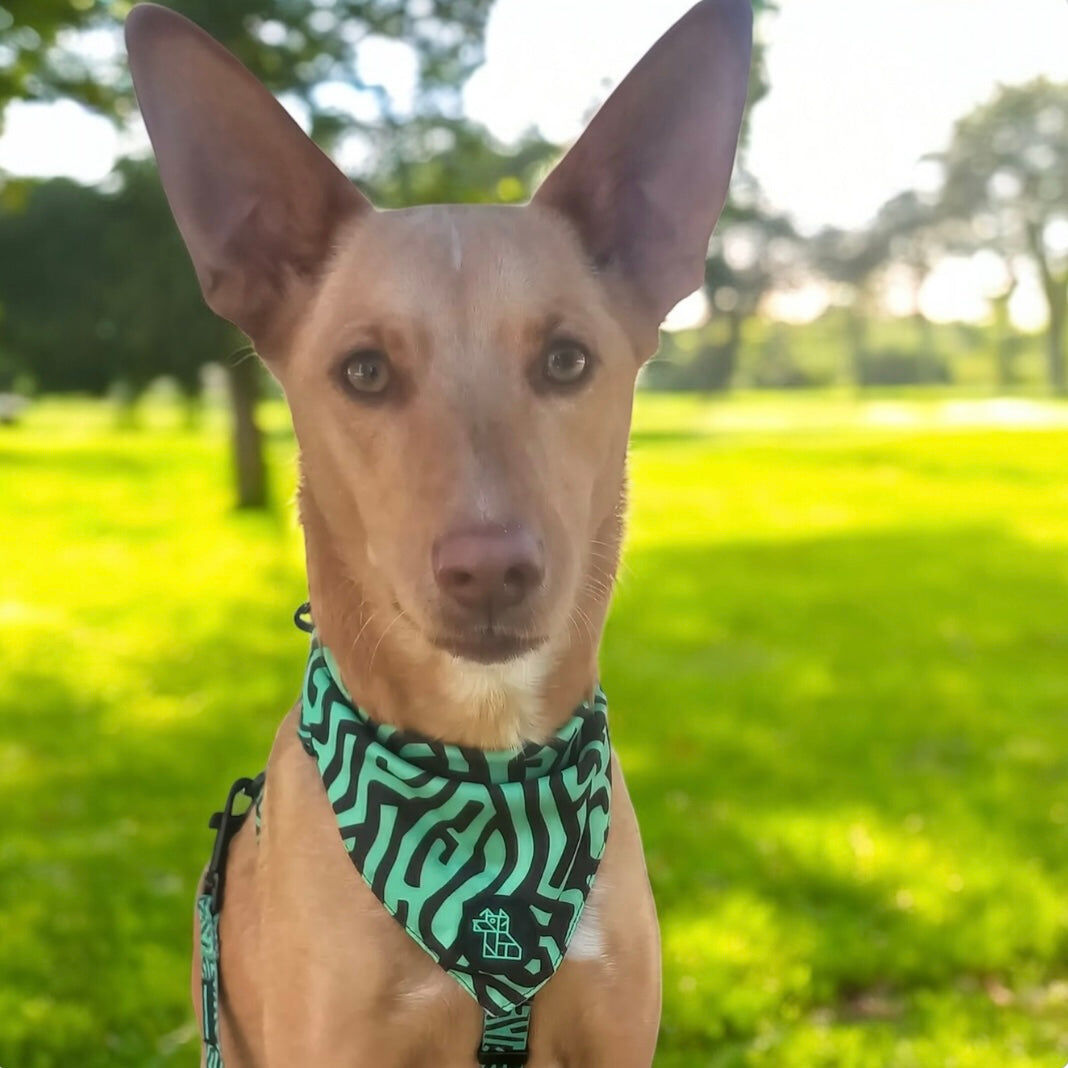 BANDANA FRENCHTOUTOU VERDE, , large Imagen numero 2
