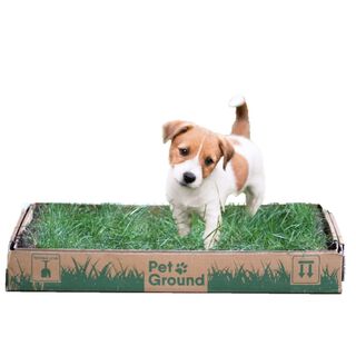 Petground Cama para perros Empapador, Alfombra Olfativa, Césped Natural