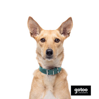 Gotoo Collar Biothane verde para perros