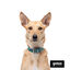 Gotoo Collar Biothane verde para perros, , large indicador imagen numero 4