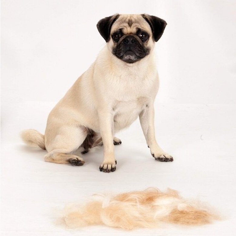 Cepillo Fuminator para perros pequeños de pelo corto, , large image number null