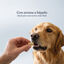 dr.bimix Skinmix para Perros | Snack Funcional para Piel y Pelo, , large indicador imagen numero 4