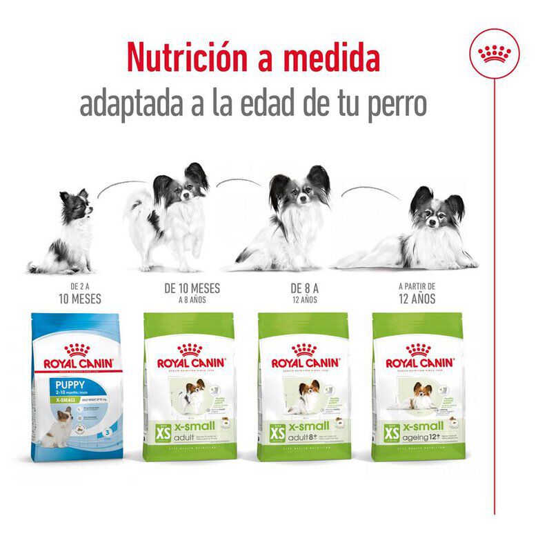 1.5 kg Royal Canin X-Small Ageing 12+ Adult pienso para perros, , large Imagen numero 8