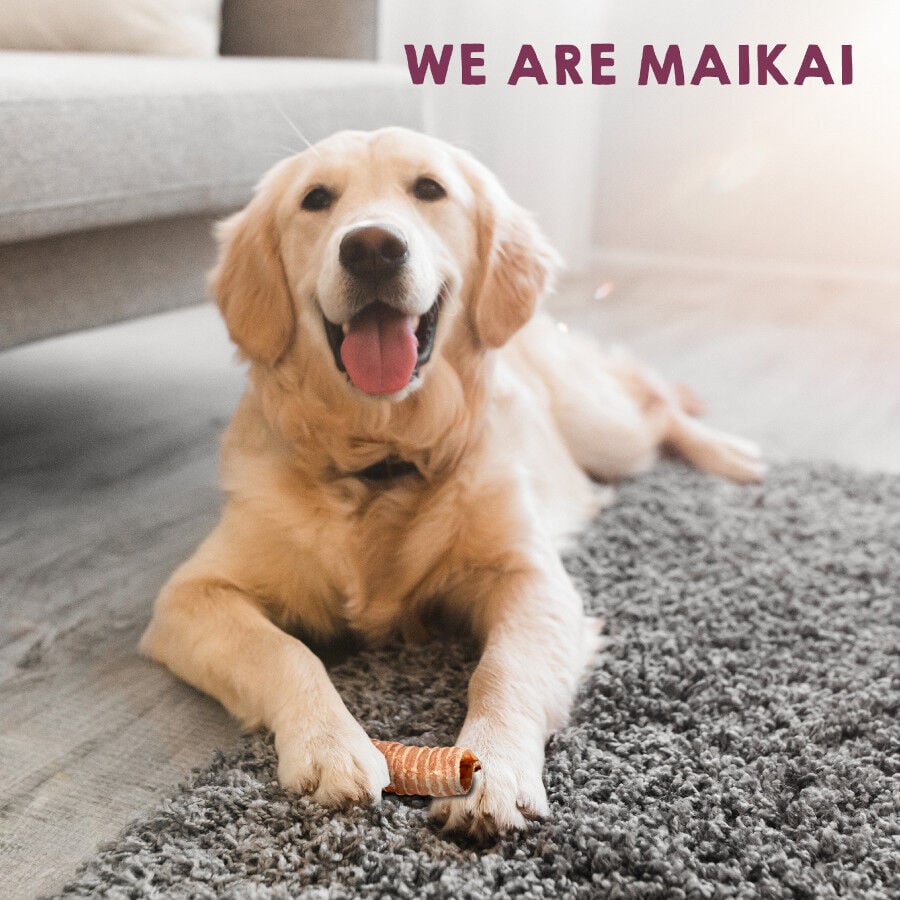 Tr&aacute;queas de ternera deshidratadas. Chuches para perros 100% Natural. MAIKAI PETS. 2 UDS., , large Imagen numero 5