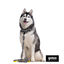 Gotoo Collar estampado zebra para perros, , large indicador imagen numero 4