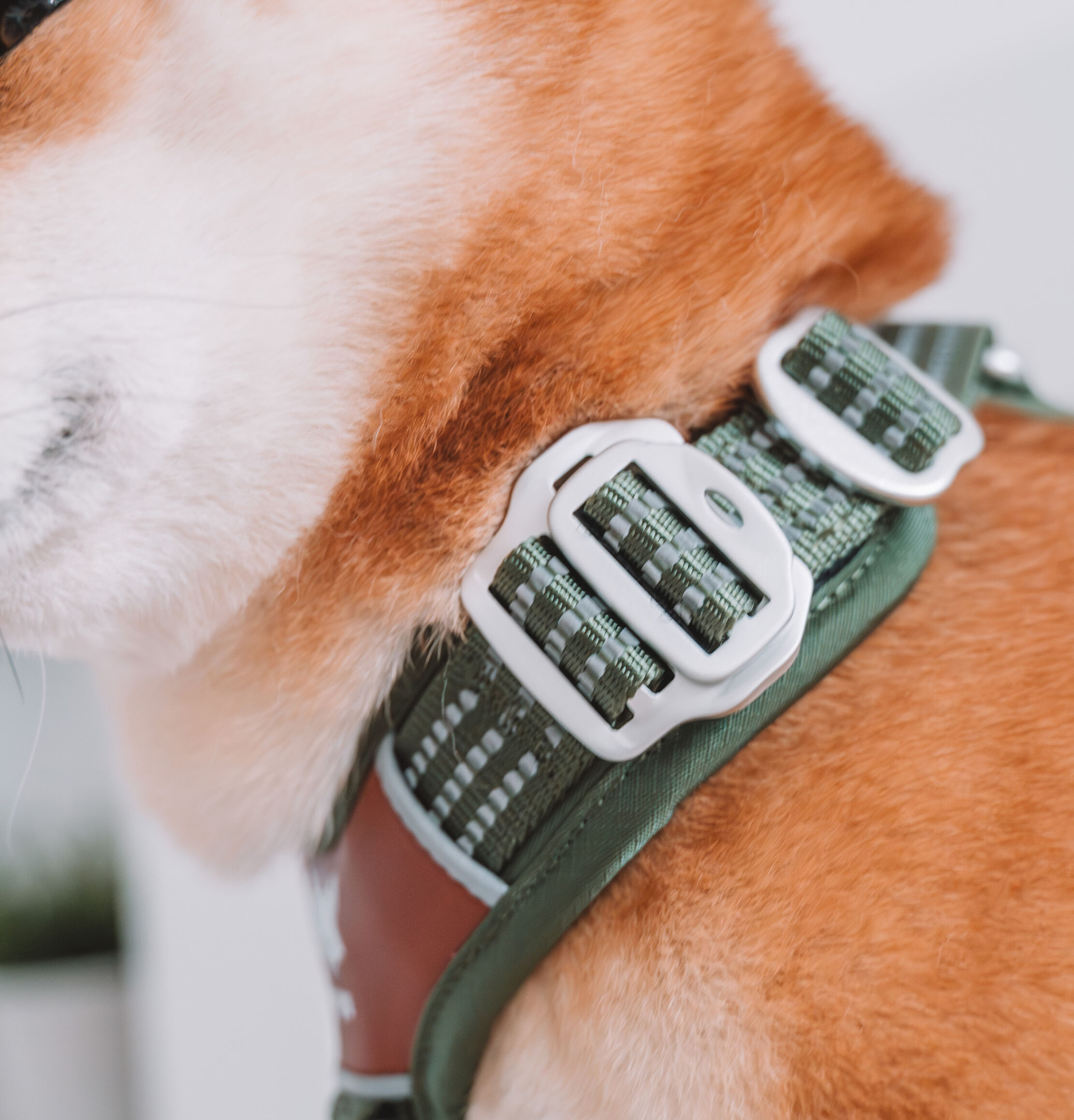 Foxys Arnés Anti Tirones Matcha verde para perros thumbnail