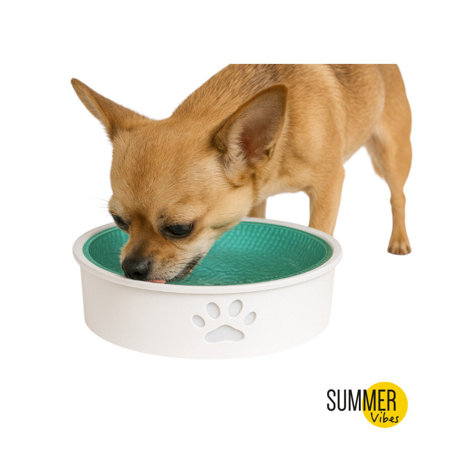 Summer Vibes Bebedero Refrescante para perros, , large Imagen numero 2