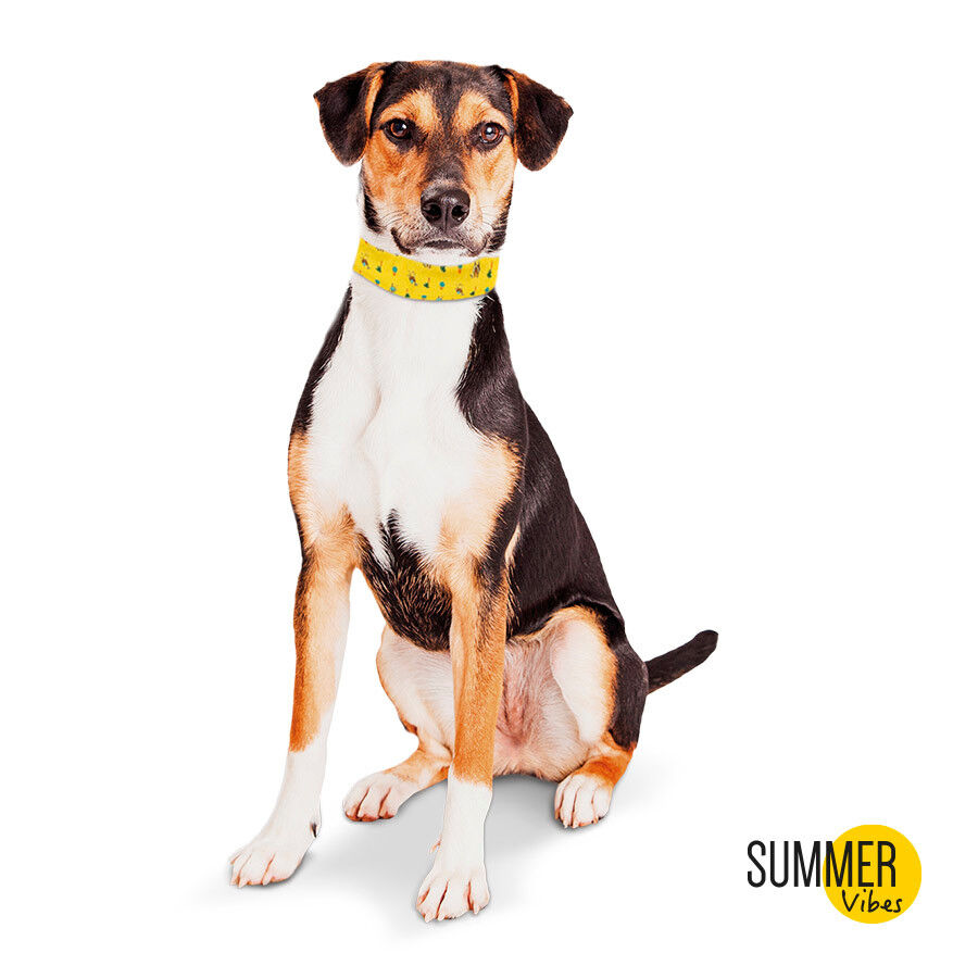 Summer Vibes Bandana refrescante para perros thumbnail