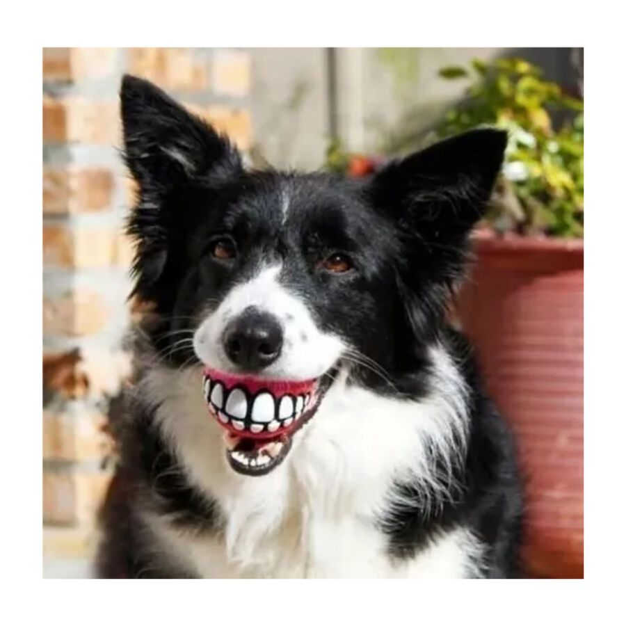 ROGZ MULTIPACK 3 PELOTAS GRINZ GR02, , large Imagen numero 5